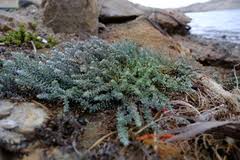 Image result for Chenolea