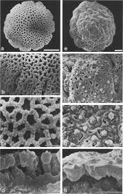 Image result for Phylohydrax