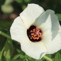 Image result for Hibiscus ludwigii