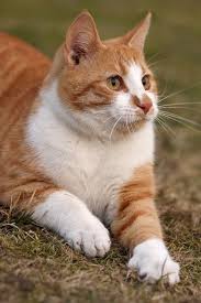Ada Adli Kullanicinin Cats Panosundaki Pin Yavru Kediler Hayvanlar Kedi