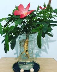 From medicinal herb farm to the global market - An ambitious challenge for  Bo Chinh ginseng