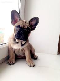 Pin By Sarah Lee On Meeooooow Woof Pet Dogs French Bulldog Pictures Cute Animals