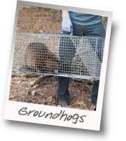 For more bait options and expert tips groundhogs avoid humans and will avoid a trap if it carries human scent. 13 Groundhog Removal Ideas Groundhog Get Rid Of Groundhogs Garden Pests