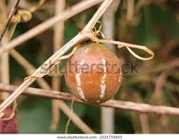 Image result for Zehneria