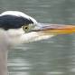 Lodi Lake & Woodbridge Reserve event image