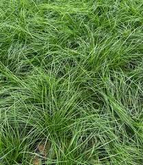 Image result for Festuca chodatiana