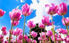 Adorable wallpapers > earth > desktop flower backgrounds (52 wallpapers). Tulips Desktop Wallpapers Group 89