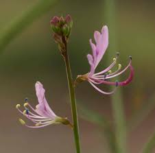Image result for Cleome macrophylla