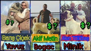 Kanada kurdunun sahi̇bi̇yle görüntülü konuştum #kangal #kurt #wolf #malaklımega alfa kanada kurt sahıbıne kangalcılar ve barıs çiçek meydan okudu işte. Alfa Kanada Kurdu Ve Kangal Karsilastirmasi Kurt Sahibi Ilk Kez Konustu Youtube