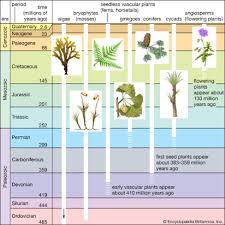 Paleozoic era timeline and periods. What Are Two Key Events From The Mesozoic Era