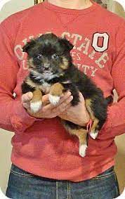 Border Collie Australian Shepherd Mix Puppy For Adoption In New Philadelphia Ohio Cali Australian Shepherd Mix Puppies Puppy Adoption Border Collie