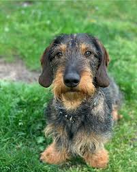 Dachshund Wirehaired Dachshund Wire Haired Dachshund Dog Breeds