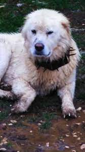 Il pastore maremmano abruzzese è una razza che gode di un'ottima salute, di un corpo perfettamente proporzionato e di un pelo che gli permette di resistere a basse temperature. Mussolini Il Pastore Abruzzese Che Non Abbandona Le Sue Pecore Radio Cinofilia