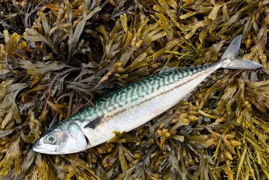 Atlantic mackerel - Wikipedia