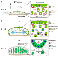 Gonadal Sex Differentiation and Ovarian Organogenesis along the  Cortical–Medullary Axis in Mammals