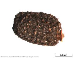 Image result for Athroisma gracile