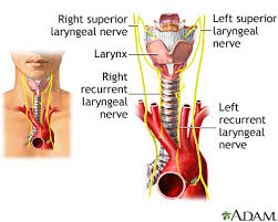 Laryngeal Nerve Damage Information Mount Sinai New York