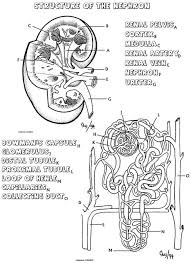 Excretory system parts and functions animation video for kids. 8 Excretory System Ideas Excretory System System Life Science