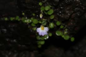 Image result for Justicia asystasioides