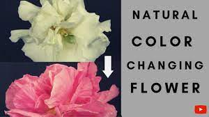 Check spelling or type a new query. Naturally Color Changing Flower Youtube