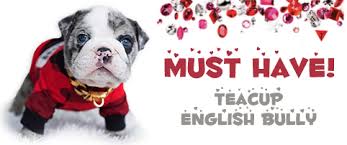 He gets along great with children and other pets. Rare Micro Teacup Puppies For Sale Near Me Posh Pocket Pups