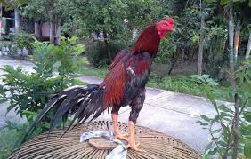 Dengan ukuran dan pertulangan yang lebih besar dan kasar dibandingkan ayam pama original. 5 Ciri Ayam Bangkok Birma Yang Bagus Ayam Istimewa