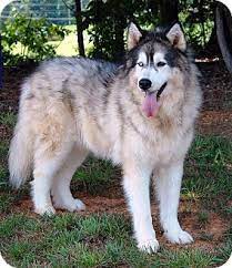 With socialization and training, these pack animals will haul heavy loads over long distances. Charlotte Nc Alaskan Malamute Meet Smokey A Pet For Adoption