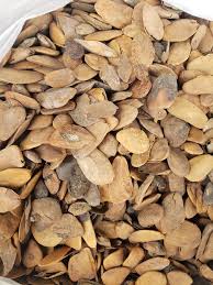 Image result for Hunteria umbellata