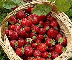 Cueillette Fraises Octeville Legumes Frais Ferme Guilet