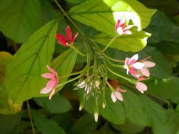 Image result for Combretum pisoniiflorum