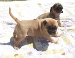 Pick now our south african boerboel furthermore, exotic boerboel breeders live to the mission of producing excellent breeds. Boerboel Puppies For Sale Boerboel Breeders Mastiff Boerboel Pups