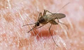 Centers for disease control and prevention. Virusul West Nile A FÄƒcut Prima VictimÄƒ In Romania Gazeta De Spania