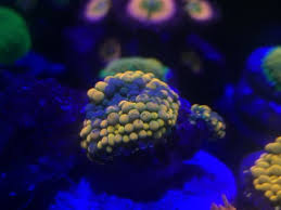 Maybe you would like to learn more about one of these? Corlas For Sale Nj Reef Club