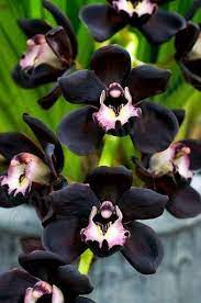 Pin Op Orchids