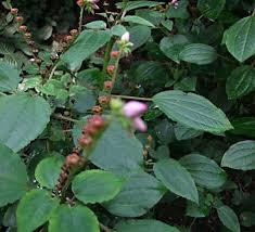 Image result for Calvoa orientalis