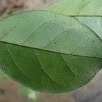 Image result for Carpolobia