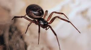 In 2001 widows pension uk was replaced by several bereavement benefits including bereavement allowance, bereavement payment how much is widow's pension? The Truth About Steatoda Nobilis The Daily Mail Spider Is It The Uk S Most Dangerous Spider The Ventilator