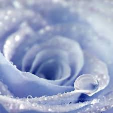 Youresuchabudapest Opieurocentrale Light Blue Roses Rose Blue