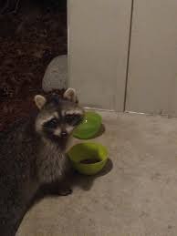 He creates each nom nom recipe to. Nom Nom Trash Panda Loves Cat Food Trashpandas