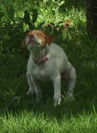 How can i tell if my dog is constipated? Easy Constipation Relief For A Dog Eating A Raw Dog Food Diet Pethelpful