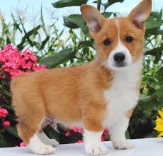 Black And Brown Corgi Puppy Charles Pembroke Welsh Corgi Puppy 604646 Puppyspot Corgi Puppies For Sale Welsh Corgi Puppies Pembroke Welsh Corgi Puppies