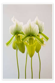 Image result for Paphiopedilum