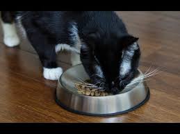 Shop for cat bowls at petco and show your pets you care by keeping their dining experience safe and delicious. Dr Catsby S Whisker Relief Food Bowl Cat Food Cat Food Bowl Cats