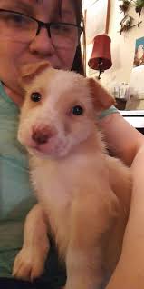 I'll take dosage of puss instead of pup....but ❤