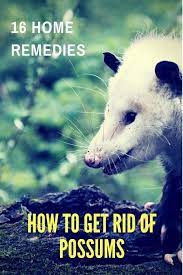 Home Remedies To Get Rid Of Possums Pestcontrol Pestcontrolservices Rodentcontrol Domyownpestcontrol Diypestcontrol Doyourownpestcon Possum Pest Control Pests