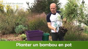 Laissez ensuite votre pot sur le balcon ou la terrasse. Comment Planter Un Bambou En Pot Youtube