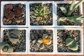 Image result for Aizoaceae