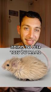 מה קורה כשמערבבים ממותה ועכבר?, ., ., ., ., ., ., ., ., ., ., ., ., ., .,  ., ., Credits: Rui Chen, Kanokwan Srirattana, Melissa L. Coquelin, Rafael  Vilar Sampaio, Raphael Wilson, Rakesh Ganji, Jacob ...