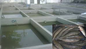 Panduan Lengkap Cara Budidaya Ikan Gabus Di Kolam Beton Agar Cepat Besar Bagi Pemula Faunadanflora Com