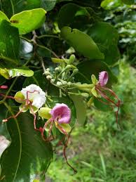 Image result for Intsia